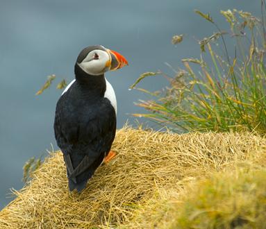 Click to get this image from alamy