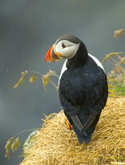 Click to get this image from alamy