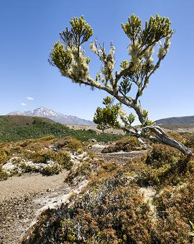 Click to get this image from alamy