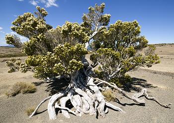 Click to get this image from alamy