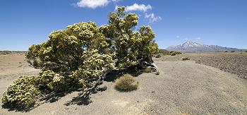 Click to get this image from alamy