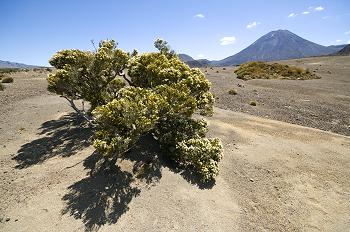 Click to get this image from alamy