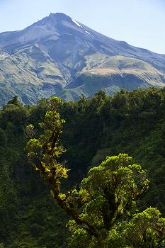 Click to get this image from alamy