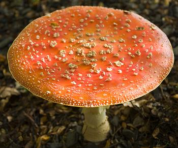 Click to get this image from alamy