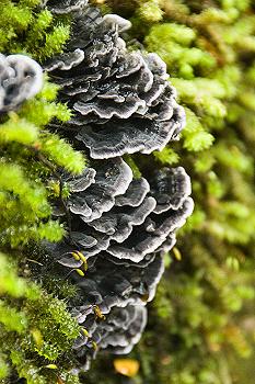 Not available from alamy