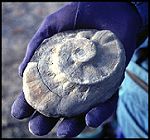 Fossil