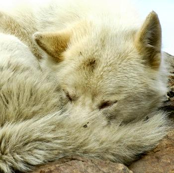 Click to get this image from alamy