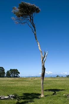 Click to get this image from alamy