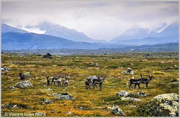 sarek-147.jpg