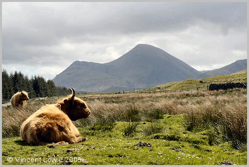 scot-93.jpg